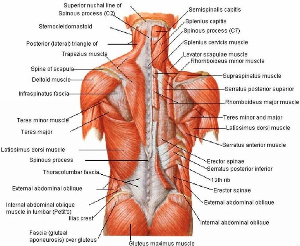 How To Workout Your Back Muscles – Your Comprehensive Guide - Austin